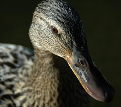 Affectionate mallard duck