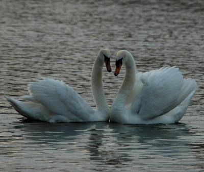 Courtship swan style