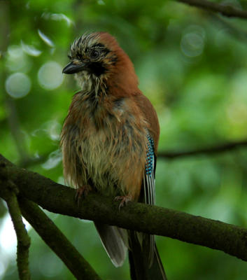 Scruffy jay