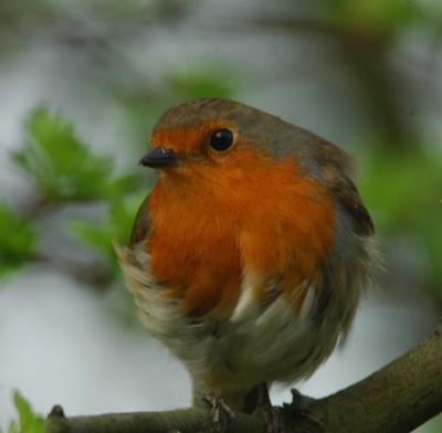 Roly poly robin