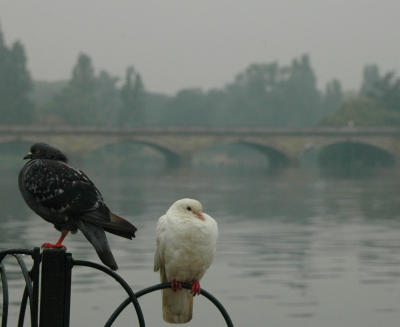 Black and white partners