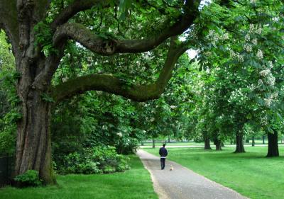 Arch of trees