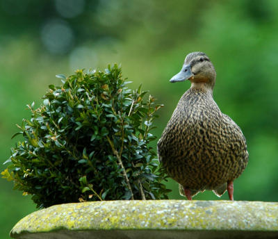 Duck in the bowl