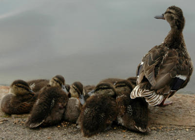 Eleven duckling family