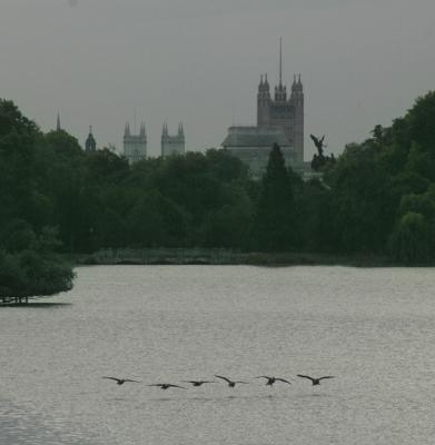 Geese formation over Serpentine