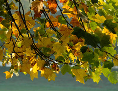 Autumn colours