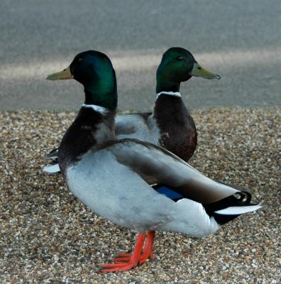 Double Duck