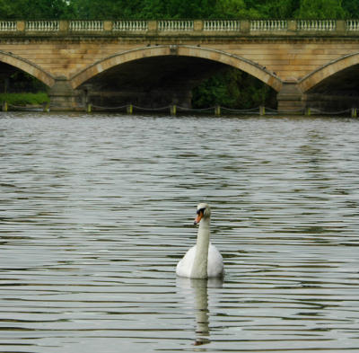 Lonely swan