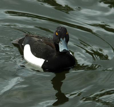 Tufted duck in circles