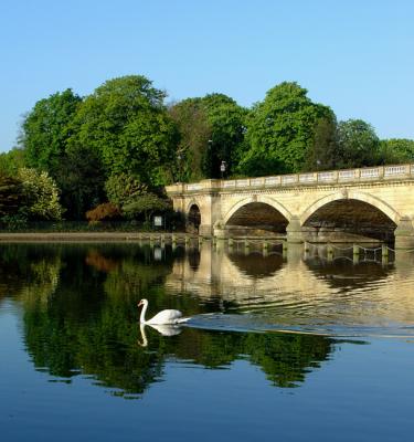 Summer swan