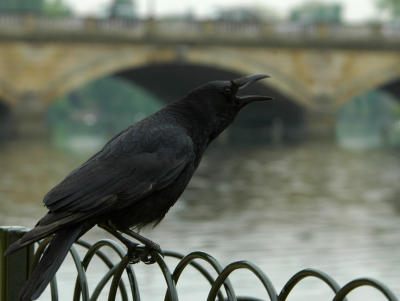 The sound of crow