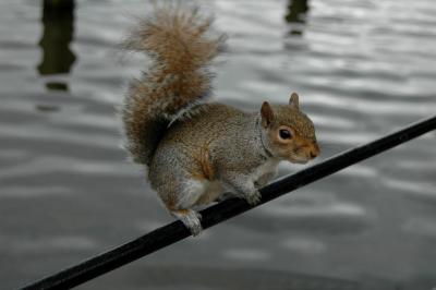Gutsy squirrel