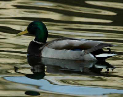 The mighty mallard
