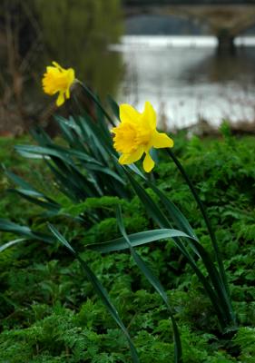 Sign of Spring