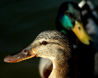 Mr & Mrs Mallard