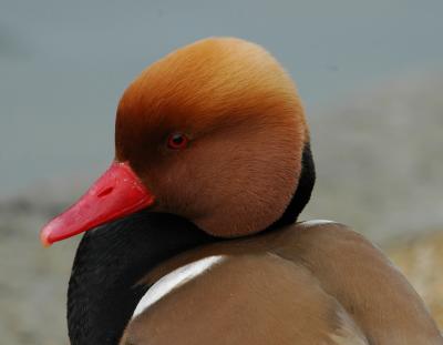 Pretty Pochard