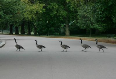 Follow the leader
