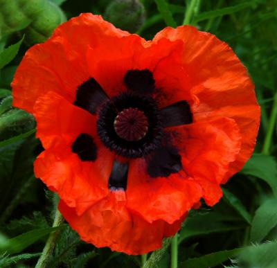 A real poppy