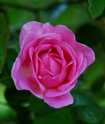 The Hyde Park rose