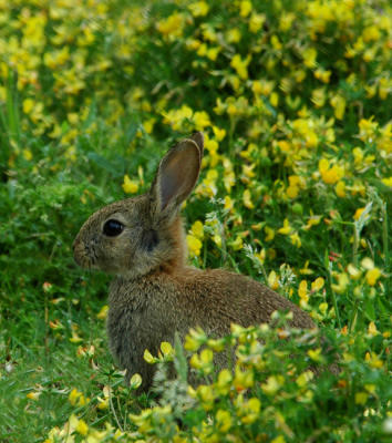 Buttercup bunny