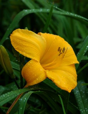 Yellow is the color