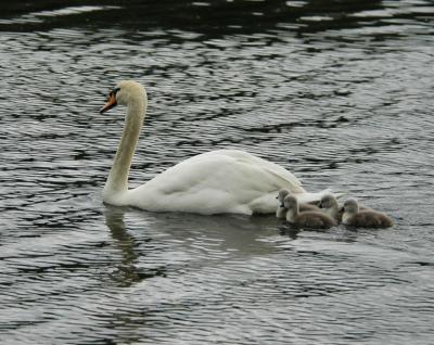 Born 16th June 2006