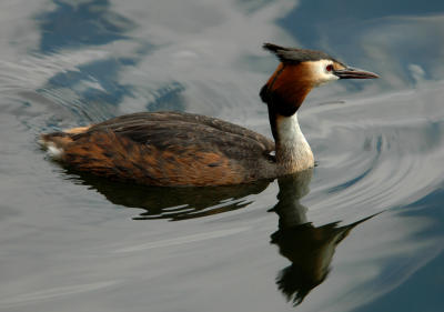 A beautiful grebe