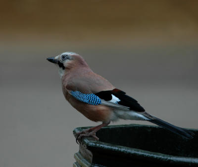 Jay on the prowl