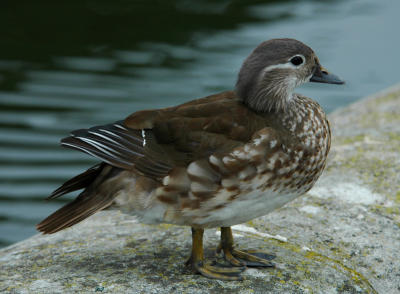 Long-tailed duck