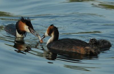 Grebe family dinner