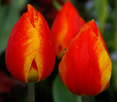 Trio of tulips