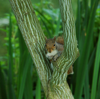 Coy squirrel