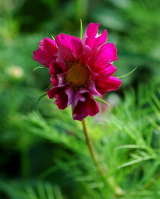 Star flower
