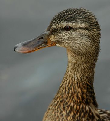 Giraffe duck