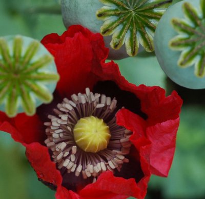 Poppy corner