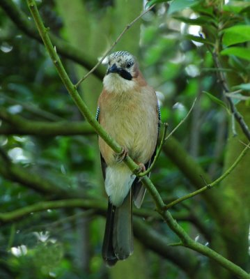 Cool jay
