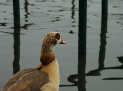 The rare Egyptian Goose