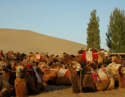 Busy camel park