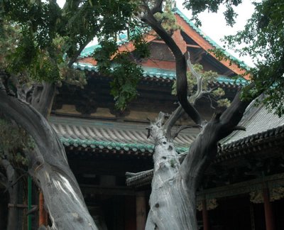 3000 year old tree in Wutai Shan
