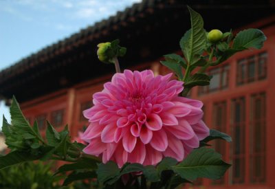 Flowers of Shanhua