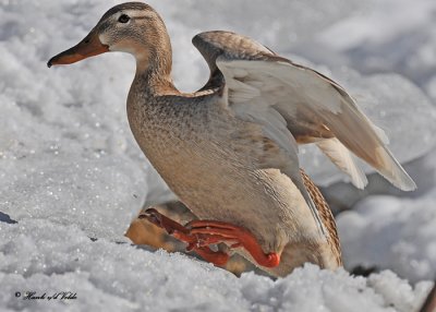 20110218 - 2 522 Leucistic Mallard HP.jpg