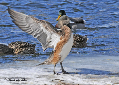 20110222 207 SERIES  - American Wigeon (F) HP.jpg