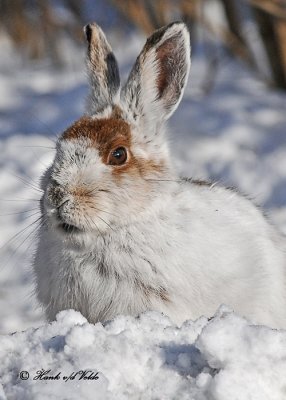 20110124 079 Snowshoe Hare HP.jpg