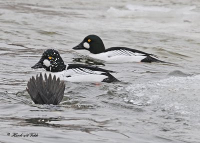 20110224 - 1 187 Common Goldeneye.jpg