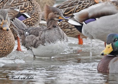 20110224 - 1 433 SERIES - Hooded Merganser HP.jpg