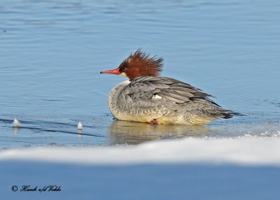 20110210 109 SERIES - Common Merganser HP.jpg