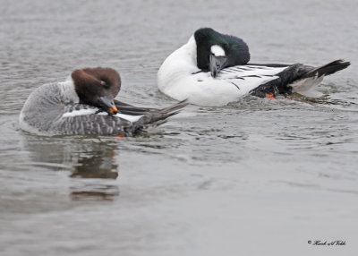 20110224 - 1 779 Common Goldeneye  HP.jpg