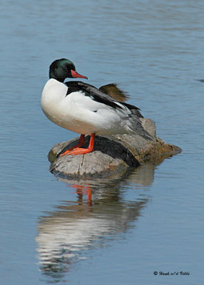 20071122 0067 Common Merganser.jpg