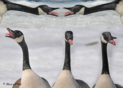 20110319 338 326 333 334 335 Canada Geese.jpg