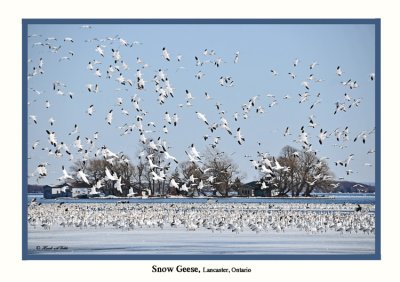 20110330 - 2 132 SERIES - Snow Geese HP R2.jpg